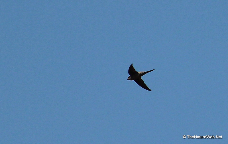 Asian Palm Swift